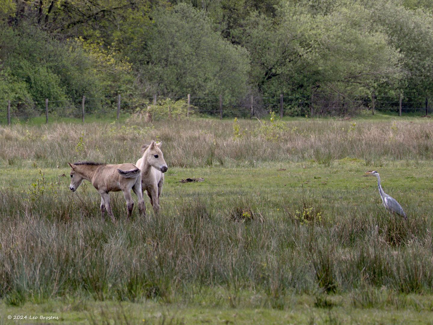 Konik-paard-Reiger-20240427g14401A1A4765bcrfb-Pannenhoef.jpg