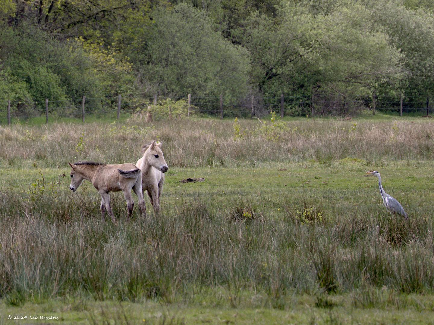 Konik-paard-Reiger-20240427g14401A1A4765bcrfb-Pannenhoef_0.jpg