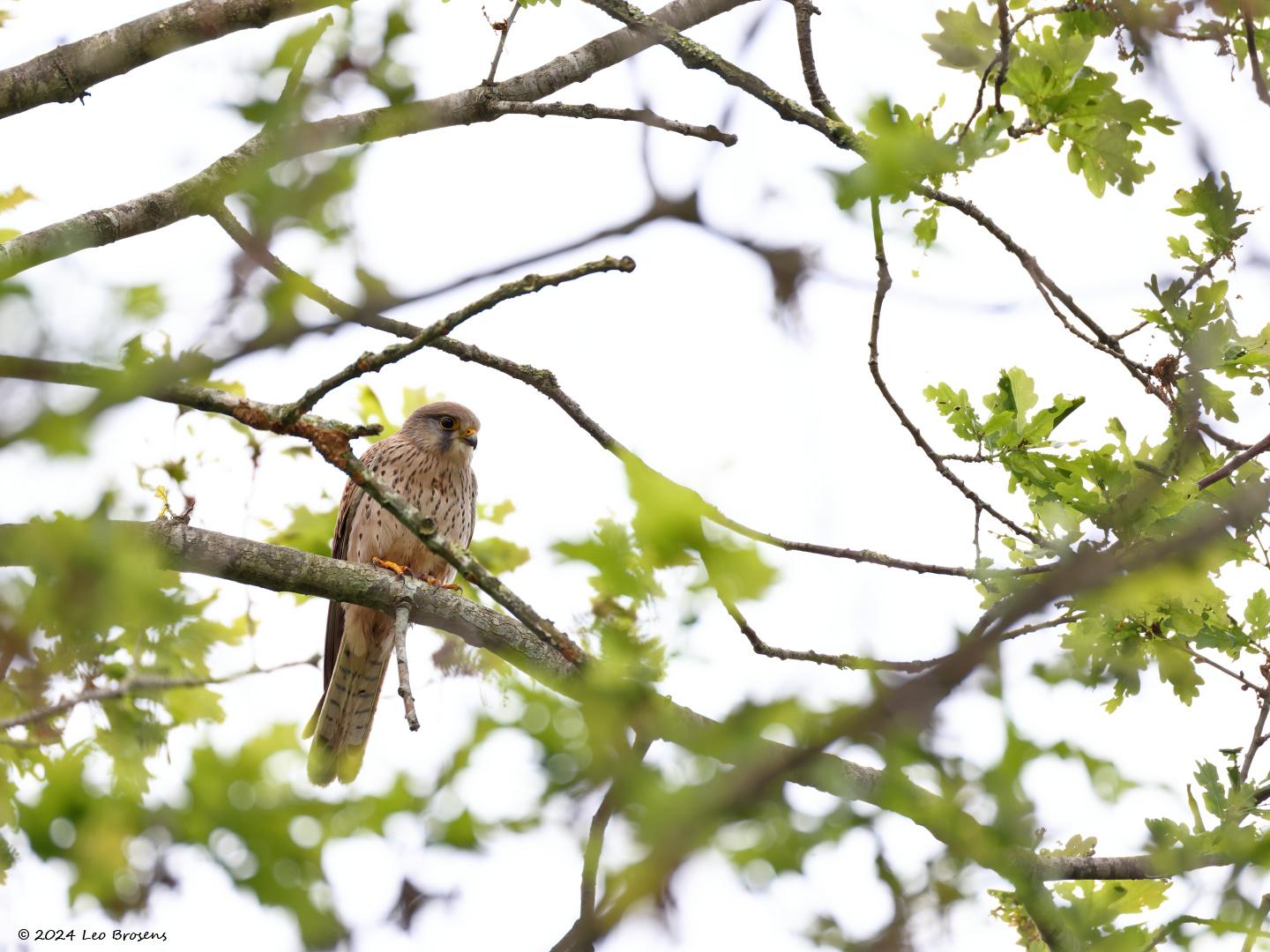 Torenvalk-20240504g14401A1A5479aocrfb-De-Beemden.jpg