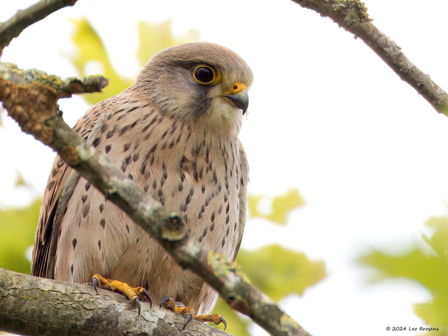 Torenvalk-20240504g14401A1A5479dtcrfb-De-Beemden.jpg