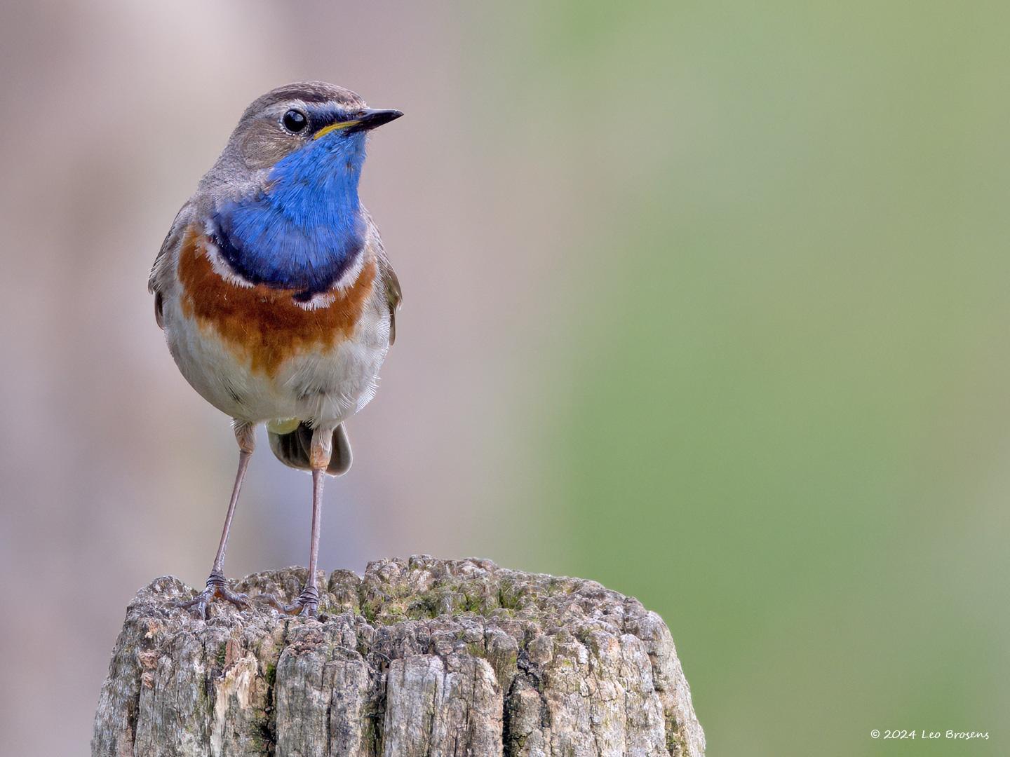 Blauwborst-20240608g14401A1A9620atcrfb-Oude-Buisse-Heide_0.jpg