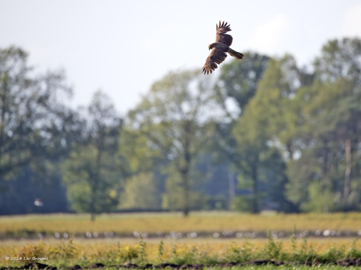 Bruine-kiekendief-20240529g14401A1A8432atcrfb-Matjens.jpg