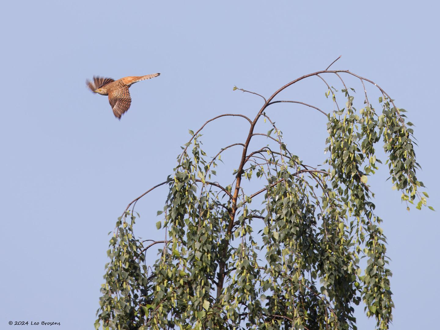 Koekoek-20240607g14401A1A9270atcrfb-Schipperspad-Breda.jpg