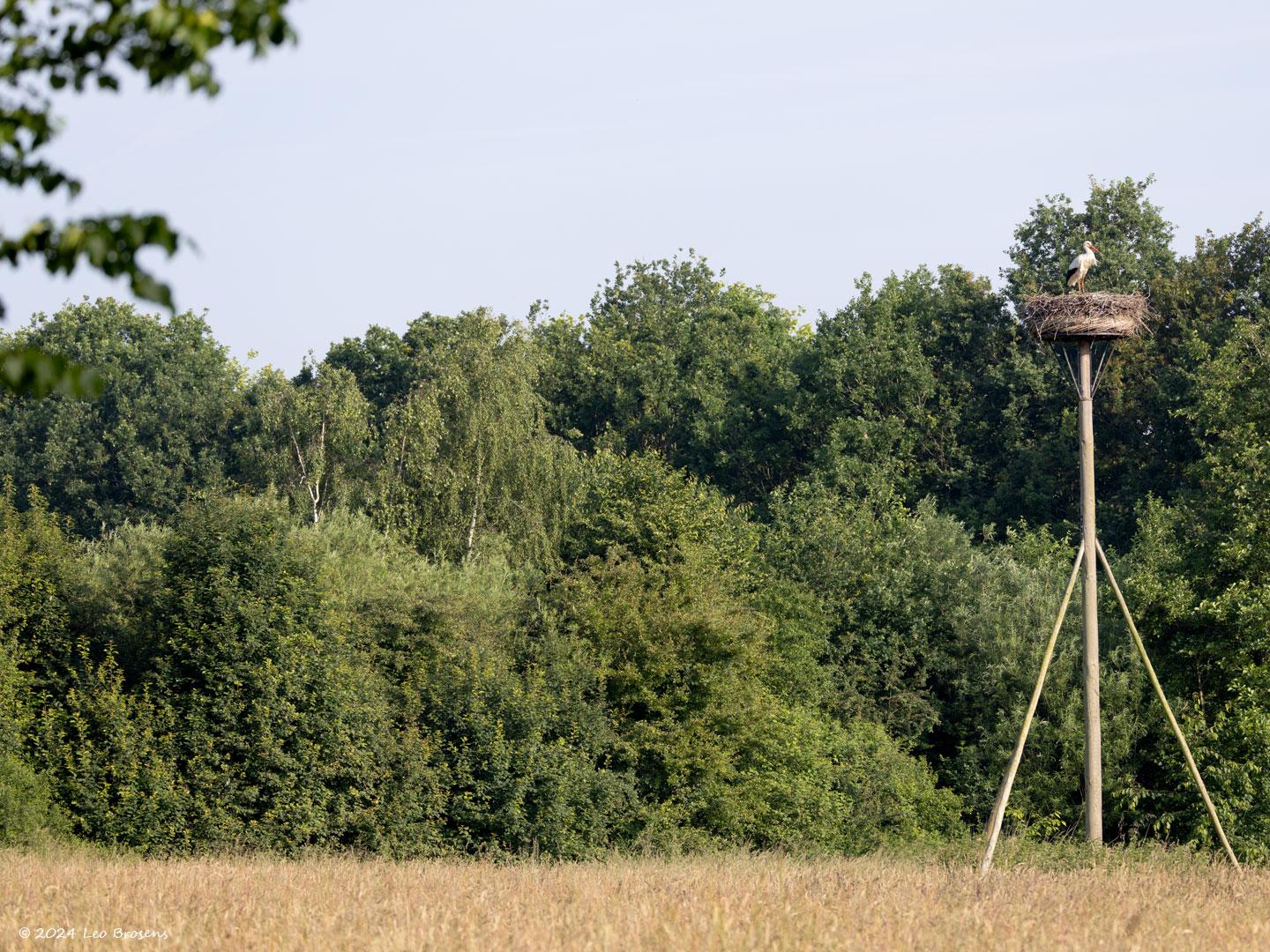 Ooievaar-20240607g14401A1A8931acrfb-Schilderspad-Breda_0.jpg