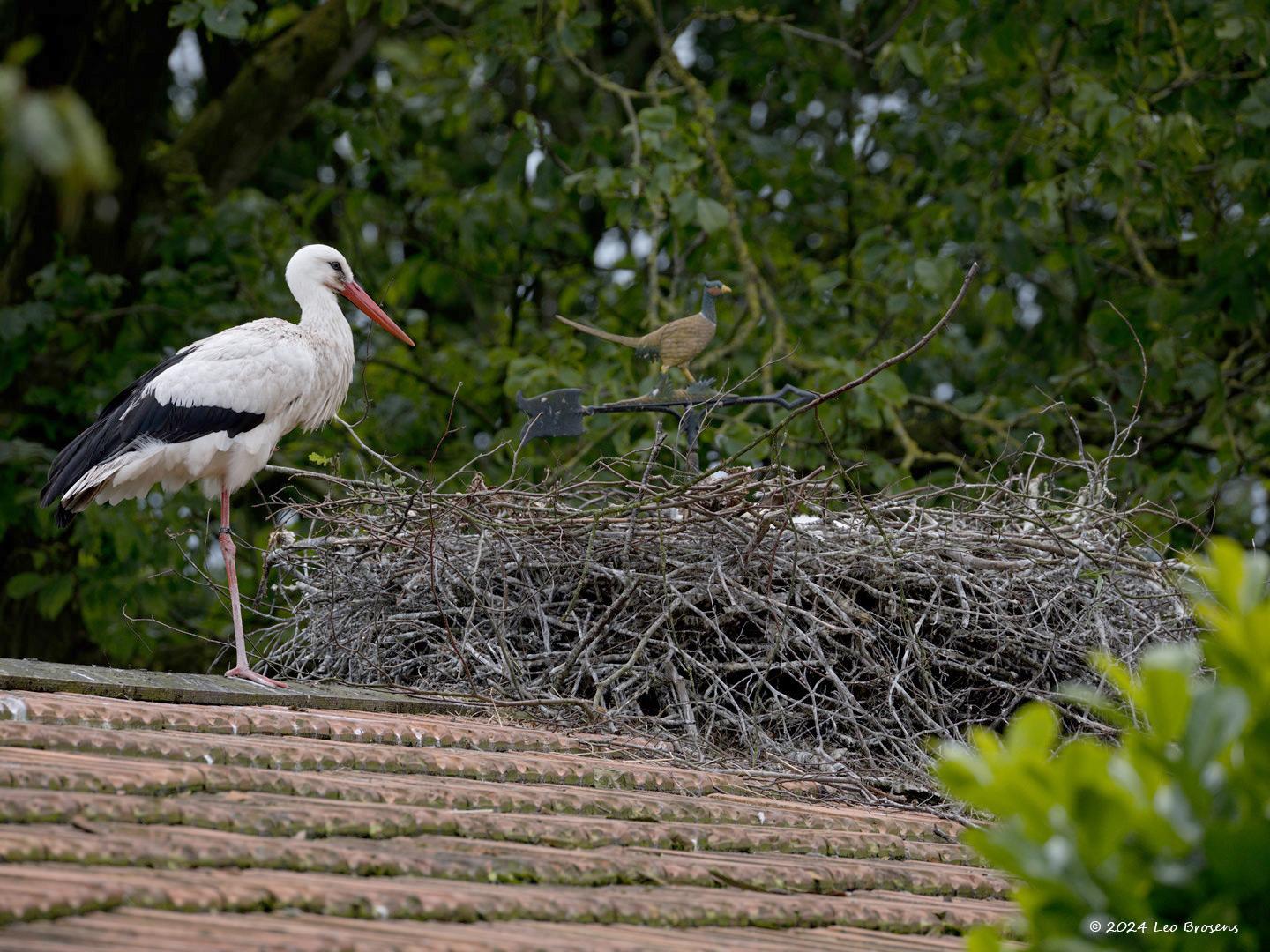 Ooievaar-20240612g14401A1A0174natcrfb-Kaarschot_0.jpg