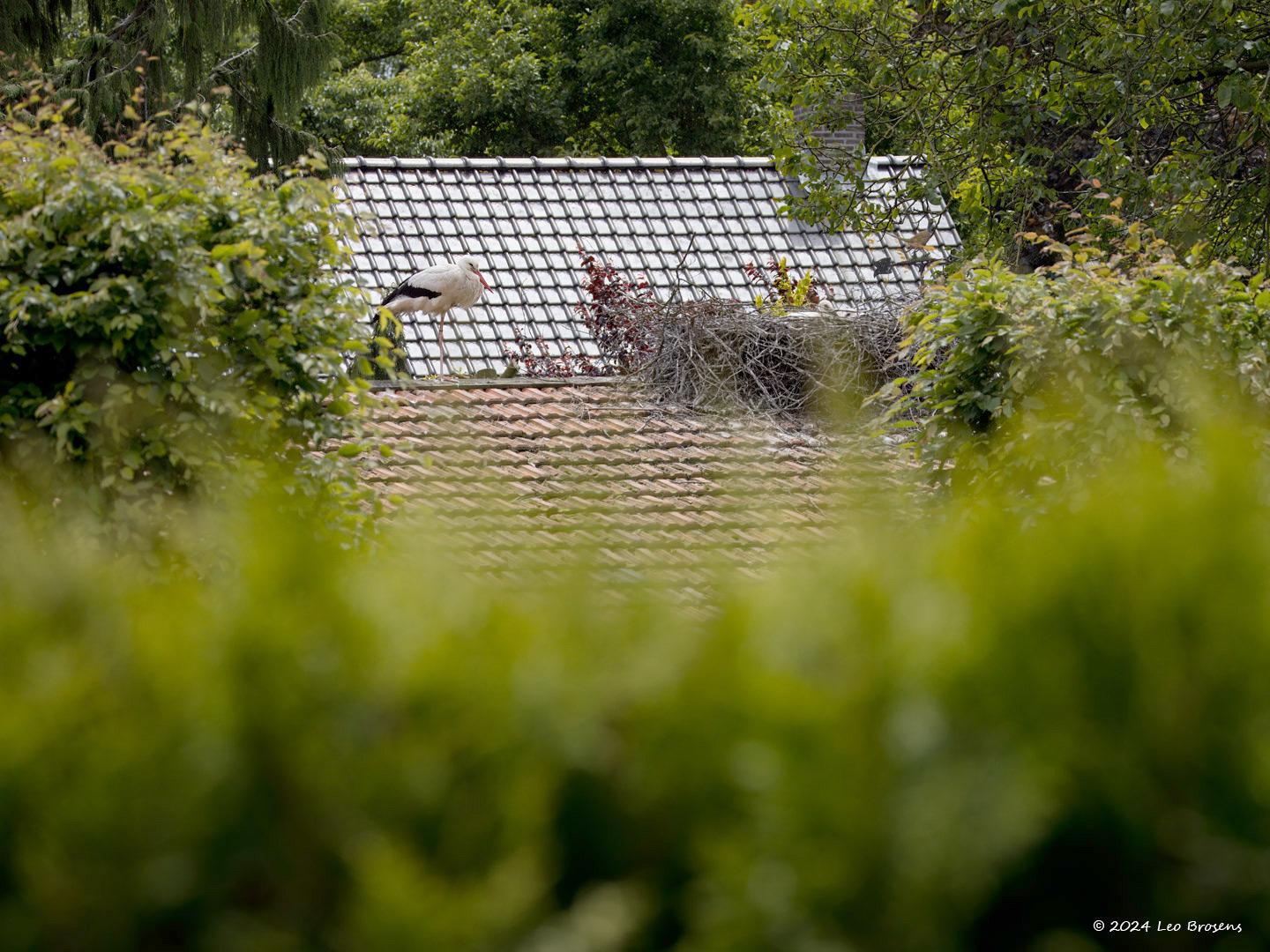 Ooievaar-20240612g14401A1A9939natcrfb-Kaarschot_0.jpg