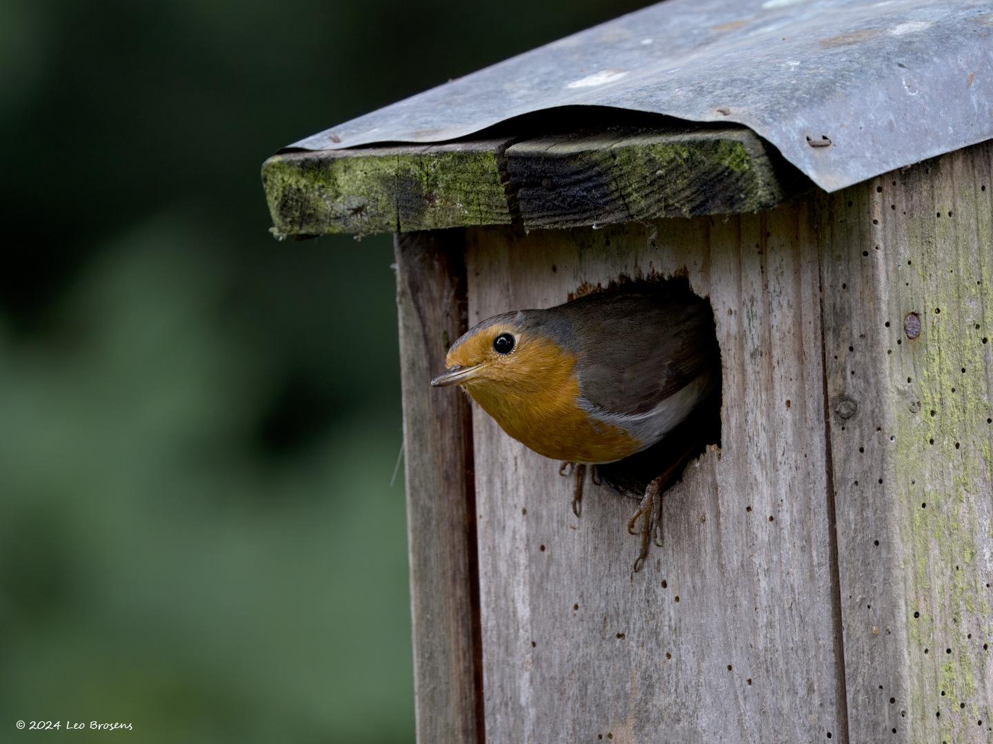 Roodborst-20240614g14401A1A0410atcrfb-Tuin_0.jpg