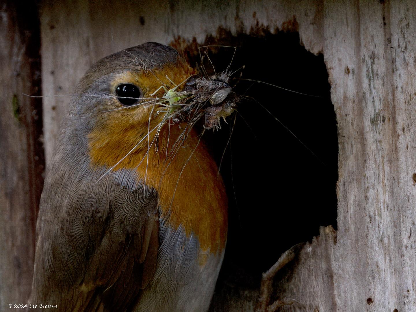 Roodborst-20240614g14401A1A0478atcrfb-Tuin_0.jpg