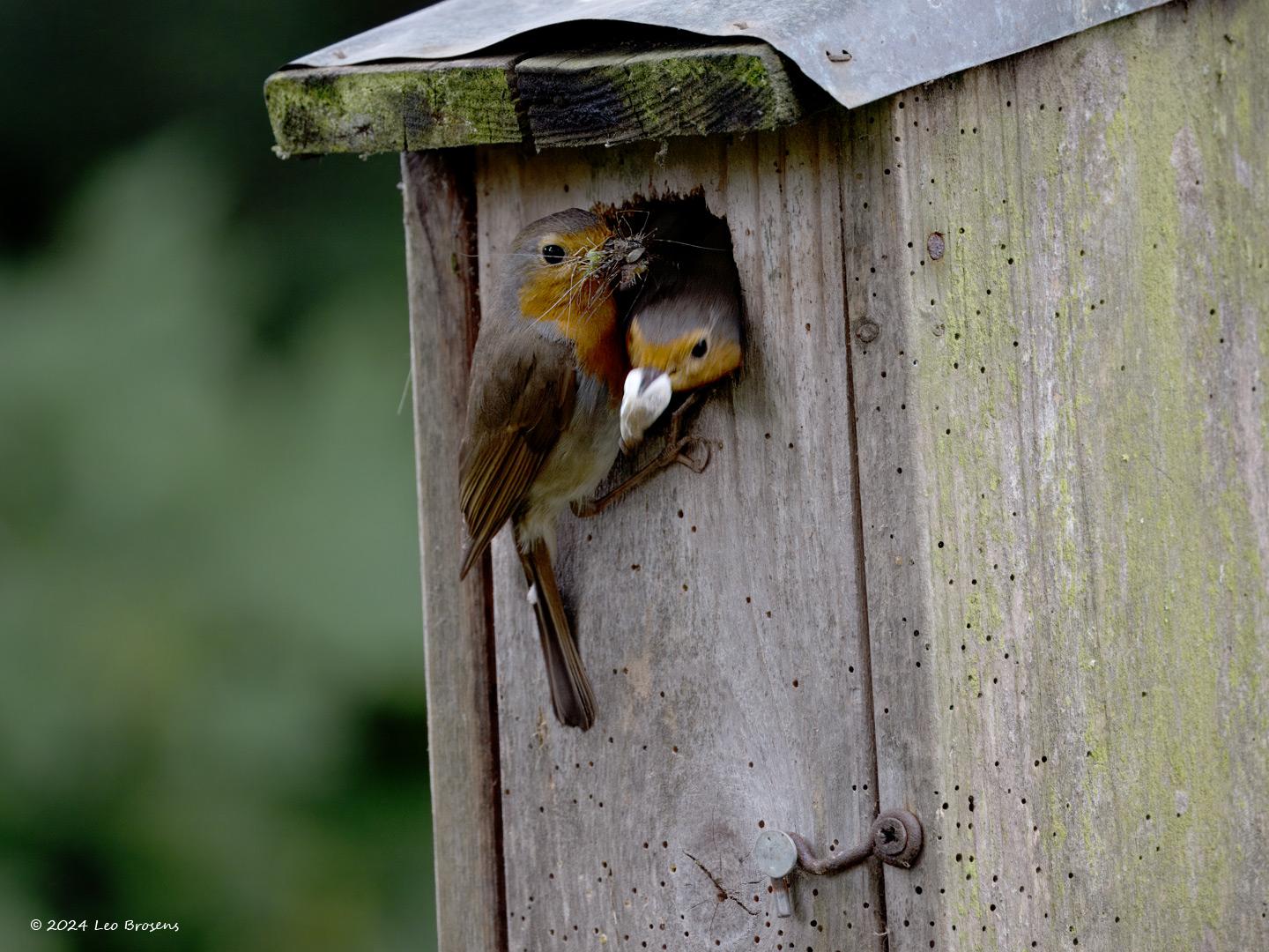 Roodborst-20240614g14401A1A0482atcrfb-Tuin_0.jpg