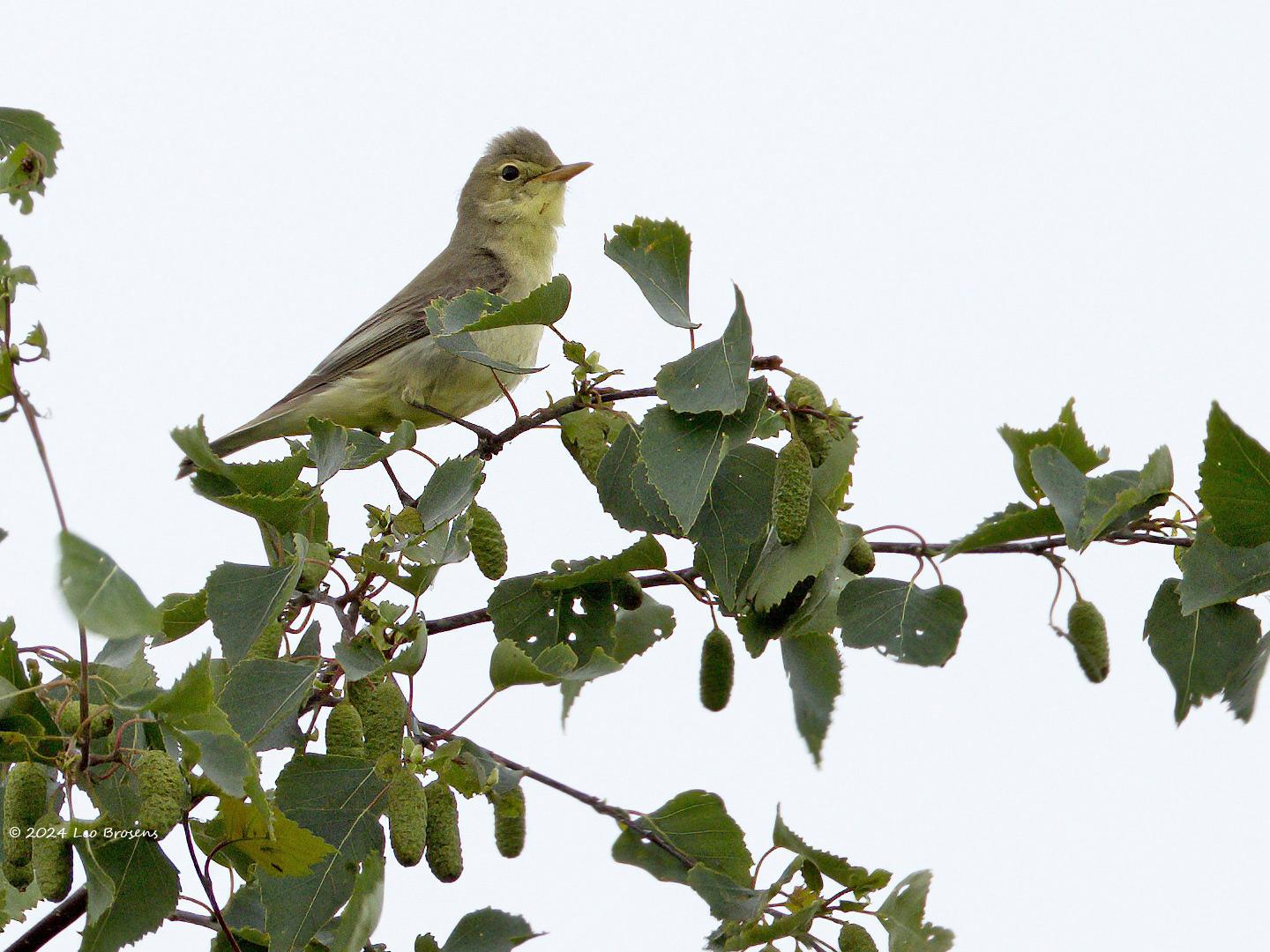 Spotvogel-20240527g14401A1A7775btcrfb-Oude-Buisse-Heide.jpg