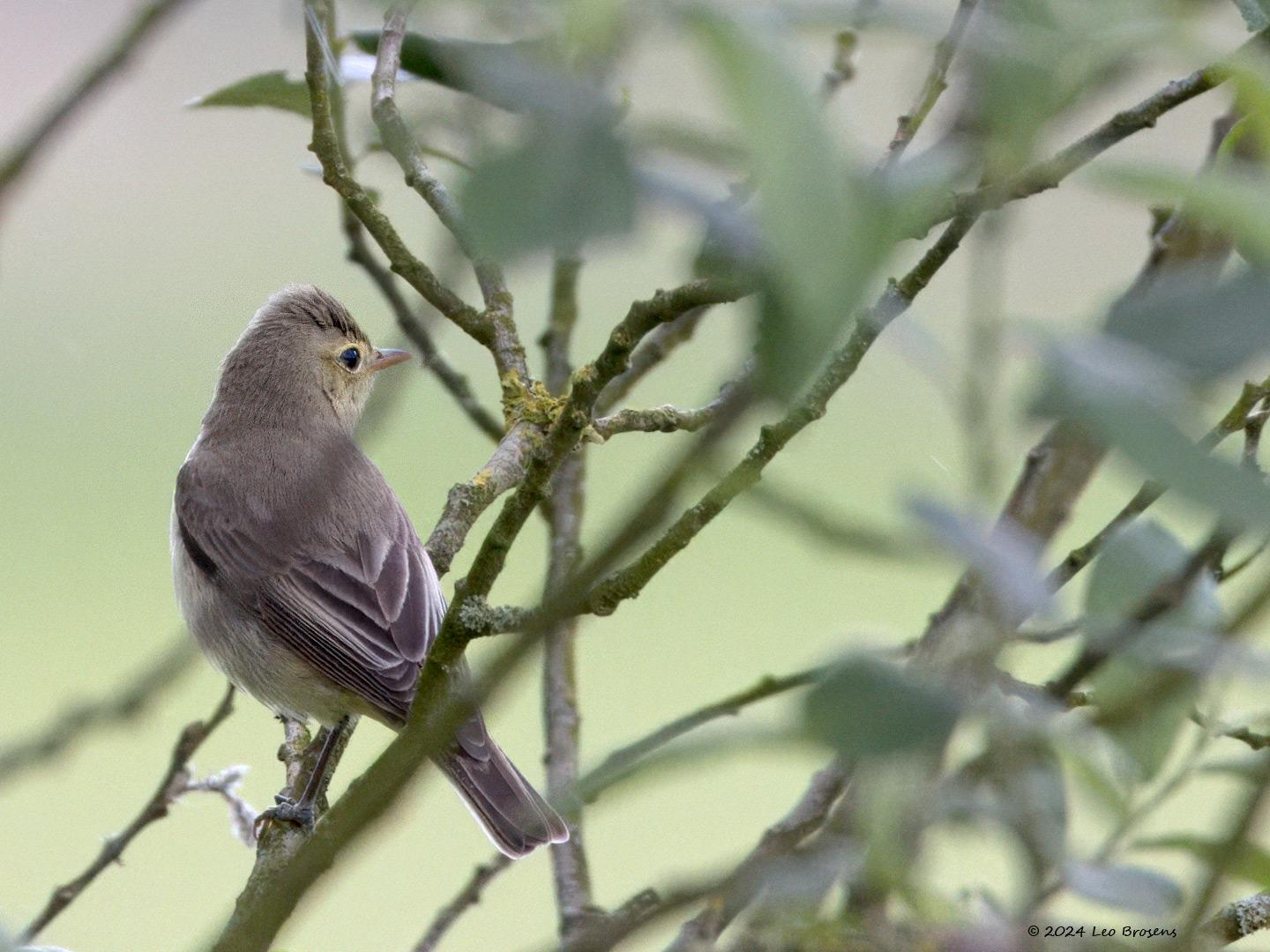 Spotvogel-20240527g14401A1A7802atcrfb-Oude-Buisse-Heide.jpg