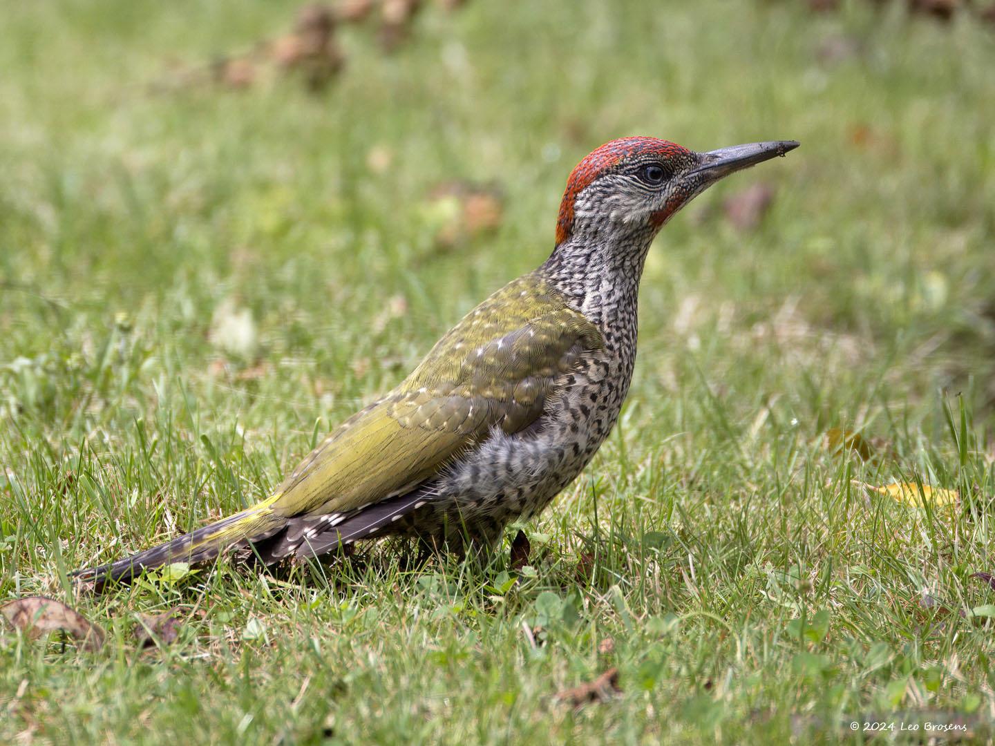 Groene-specht-20240710g14401A1A2495atcrfb-Tuin.jpg