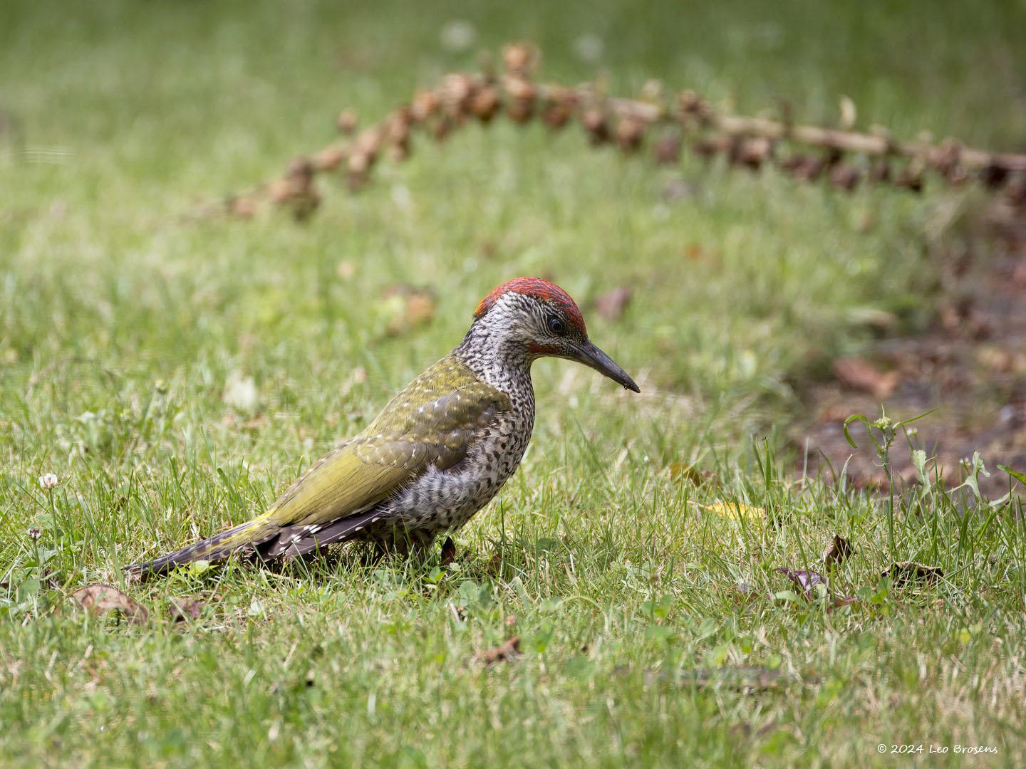 Groene-specht-20240710g14401A1A2498atcrfb-Tuin.jpg