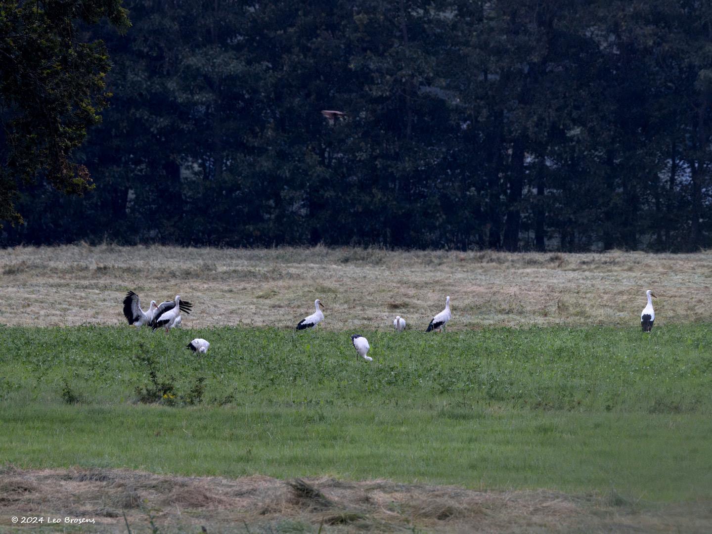 Ooievaar-20240707g14401A1A2379btcrfb-Pannenhoef.jpg