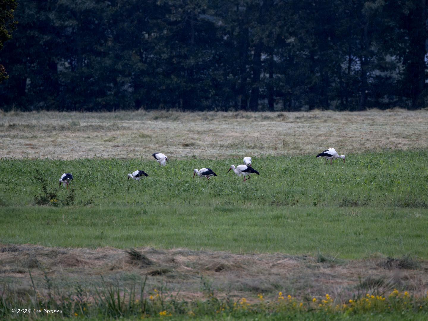 Ooievaar-20240707g14401A1A2412btcrfb-Pannenhoef.jpg