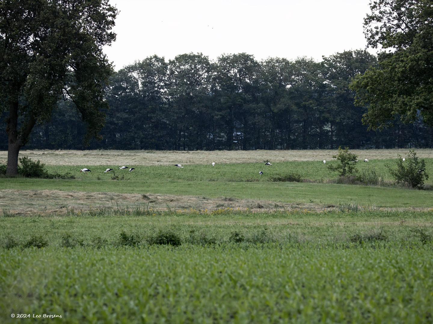 Ooievaar-20240707g14401A1A2424ctcrfb-Pannenhoef.jpg