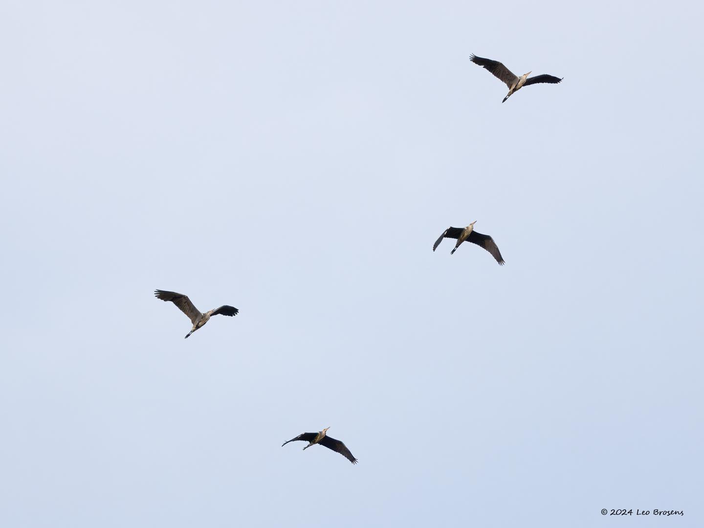 Blauwe-reiger-20240711g14401A1A2573atcrfb-Oude-Buisse-Heide.jpg