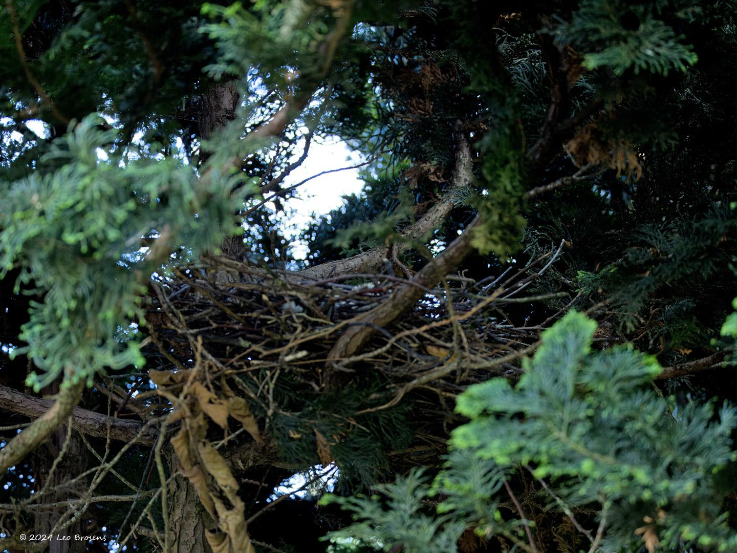 Houtduif-20240811g14401A1A4363atcrfb-Tuin.jpg