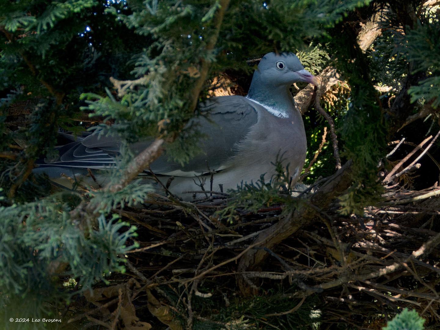 Houtduif-20240811g14401A1A4376atcrfb-Tuin.jpg