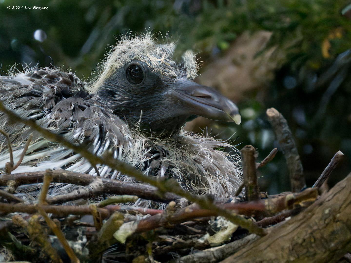 Houtduif-20240819g14401A1A5688atcrfb-Tuin.jpg