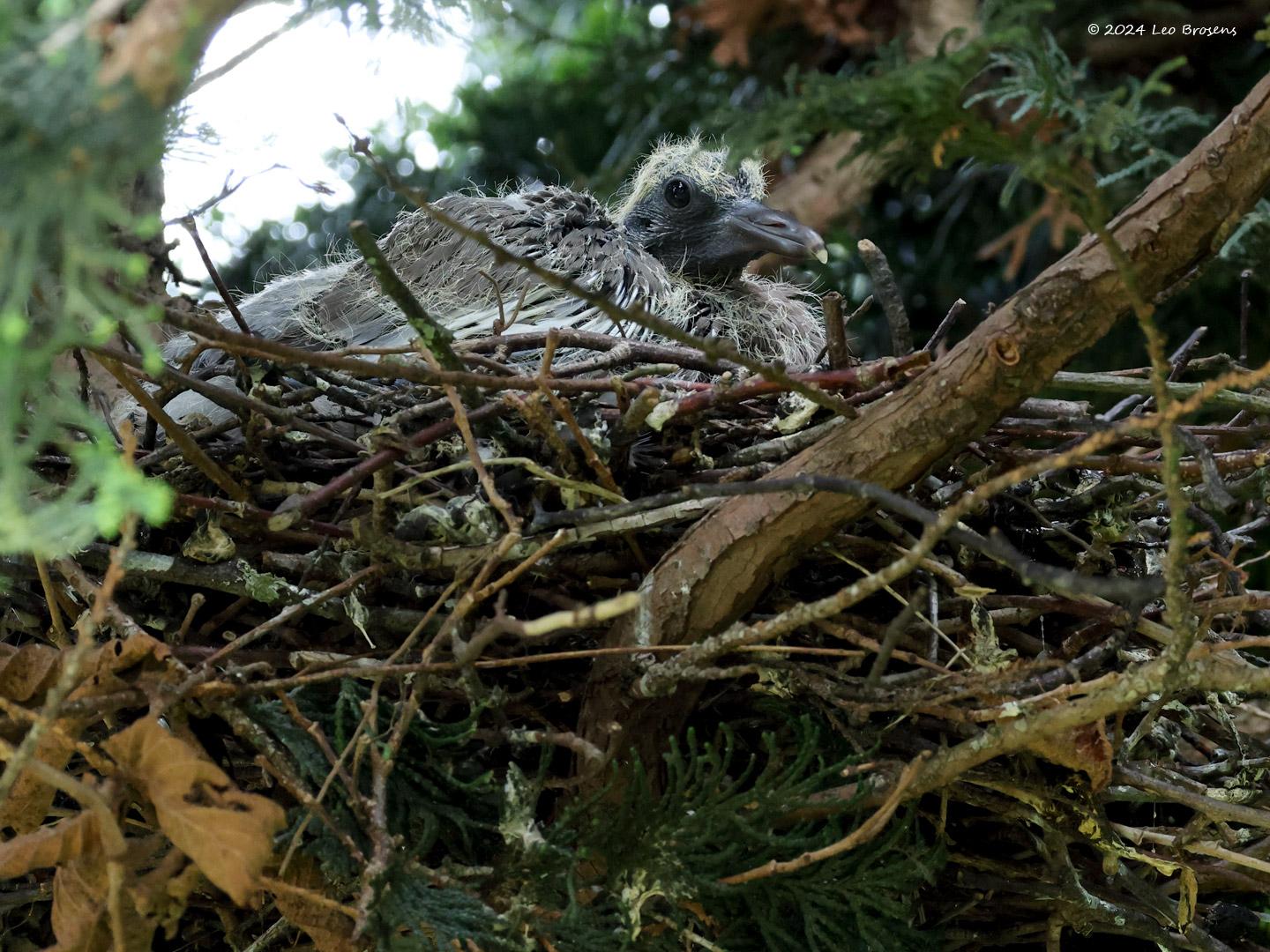 Houtduif-20240819g14401A1A5697atcrfb-Tuin.jpg