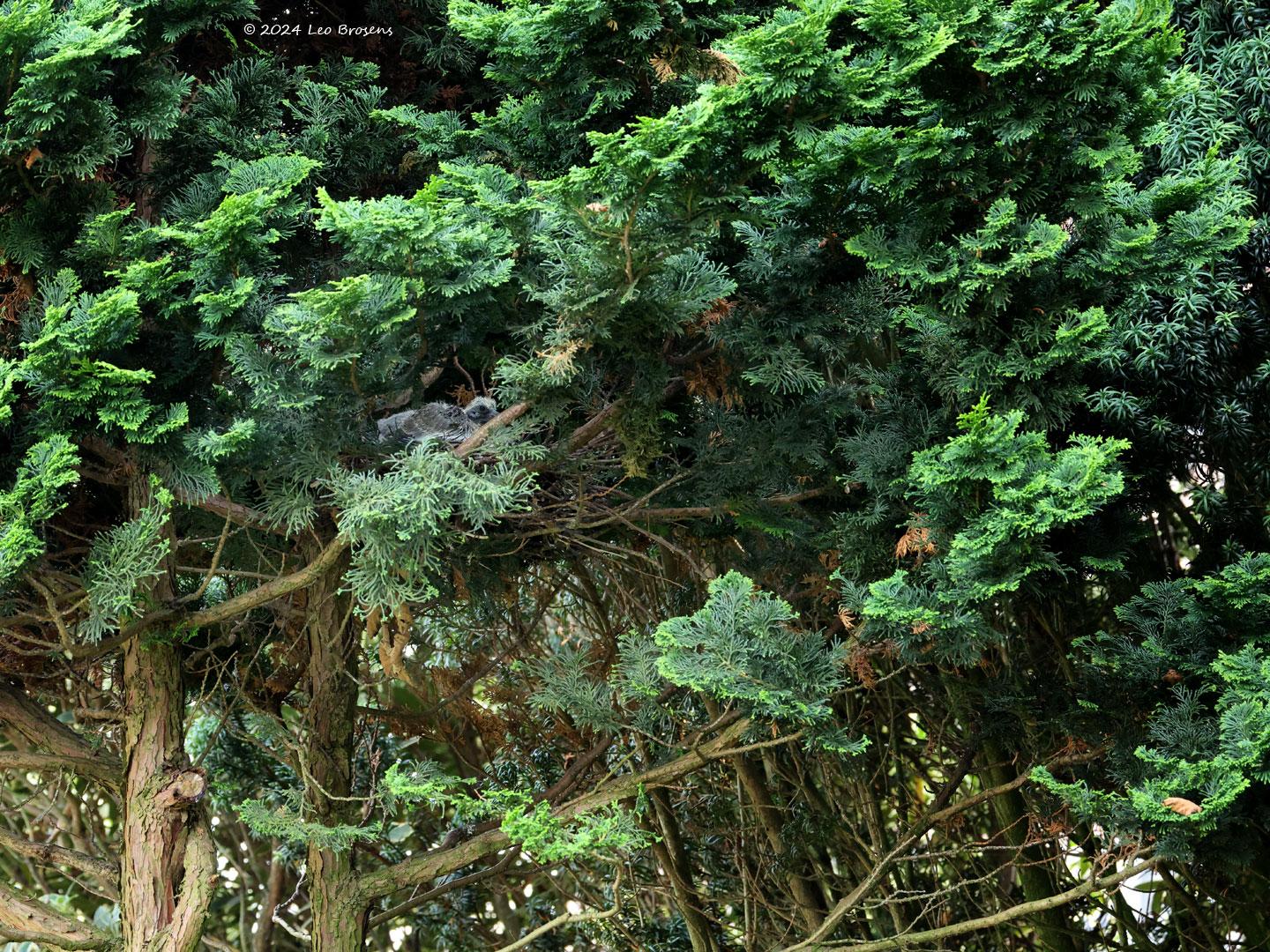 Houtduif-20240819g14401A1A5708atcrfb-Tuin.jpg