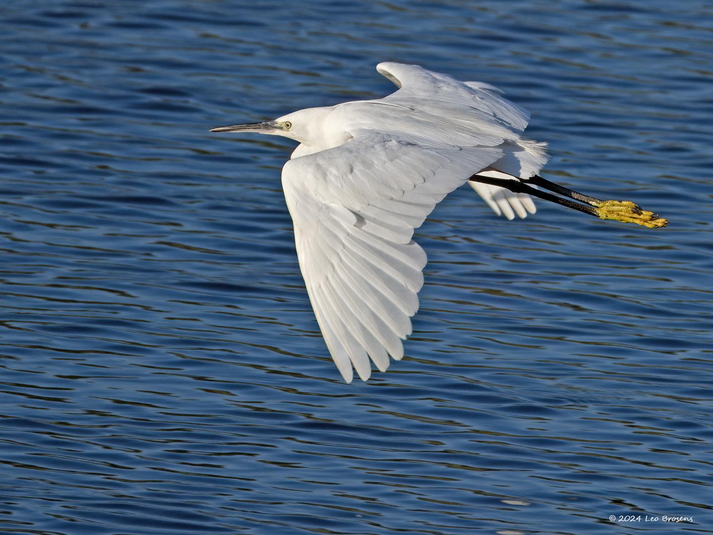 Kleine-zilverreiger-20240729g14401A1A3794atcrfb-Scherpenisse.jpg
