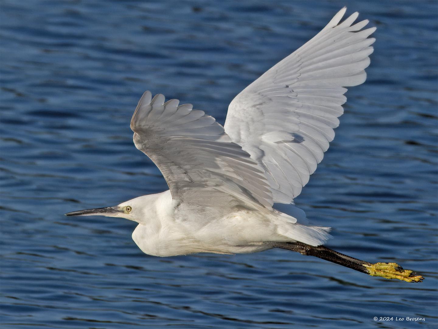 Kleine-zilverreiger-20240729g14401A1A3802atcrfb-Scherpenisse.jpg