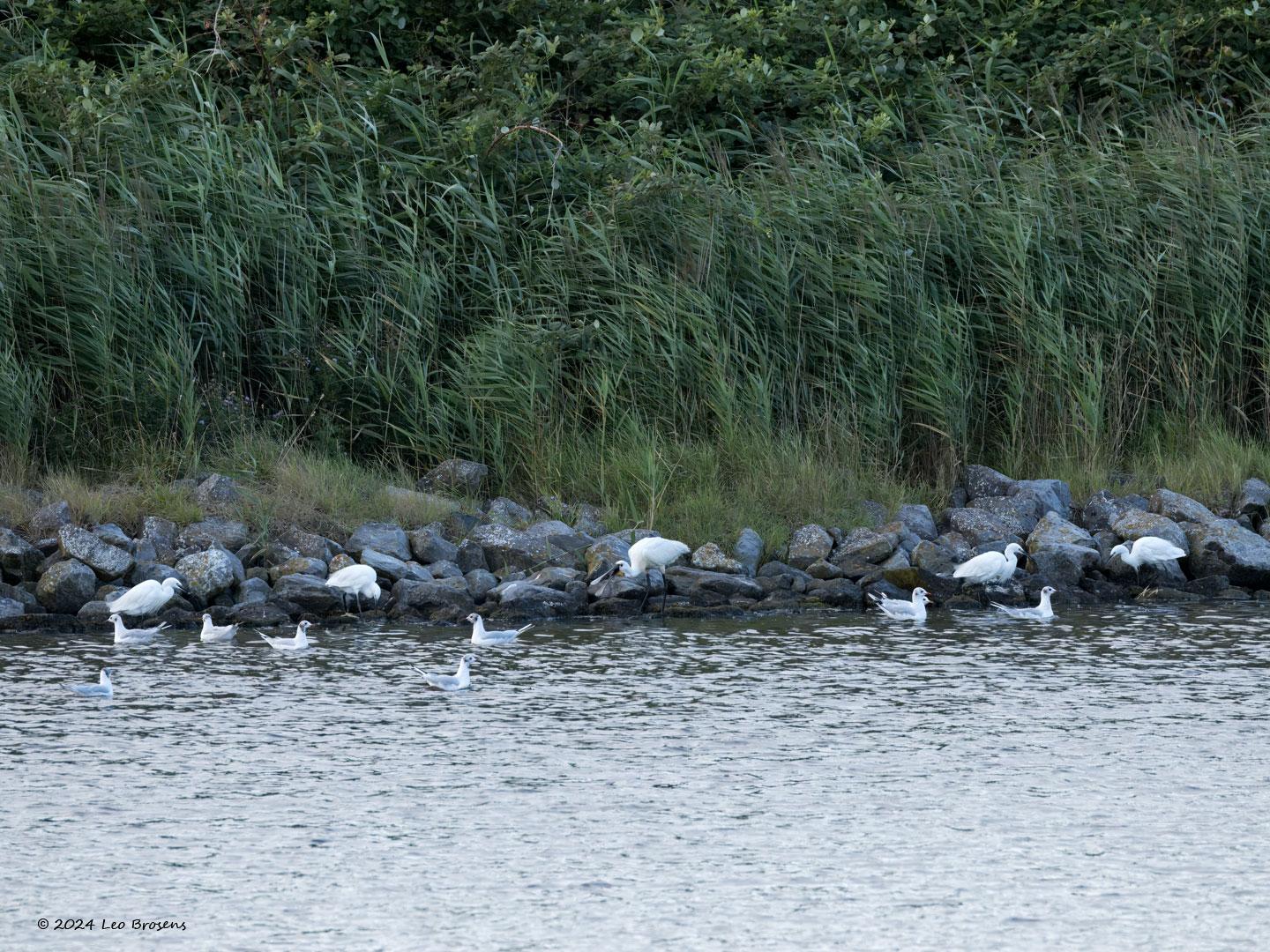 Kleine-zilverreiger-20240805g14401A1A4029atcrfb-Scherpenisse.jpg