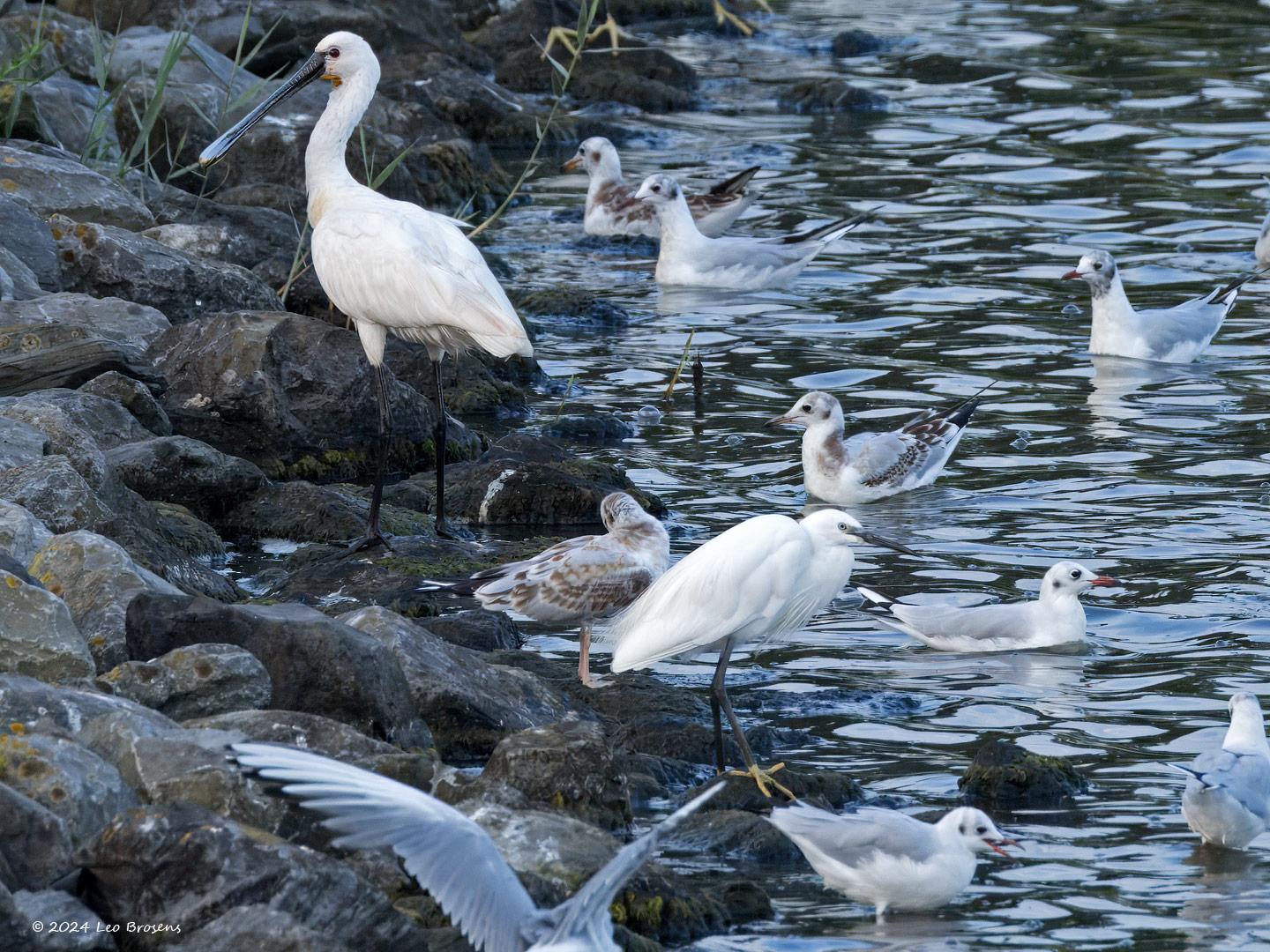 Kleine-zilverreiger-20240805g14401A1A4084btcrfb-Scherpenisse.jpg