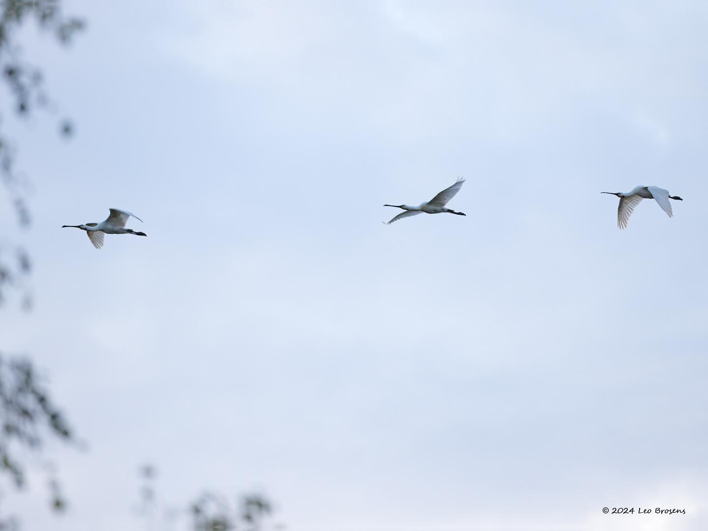 Lepelaar-20240711g14401A1A2603atcrfb-Oude-Buisse-Heide.jpg