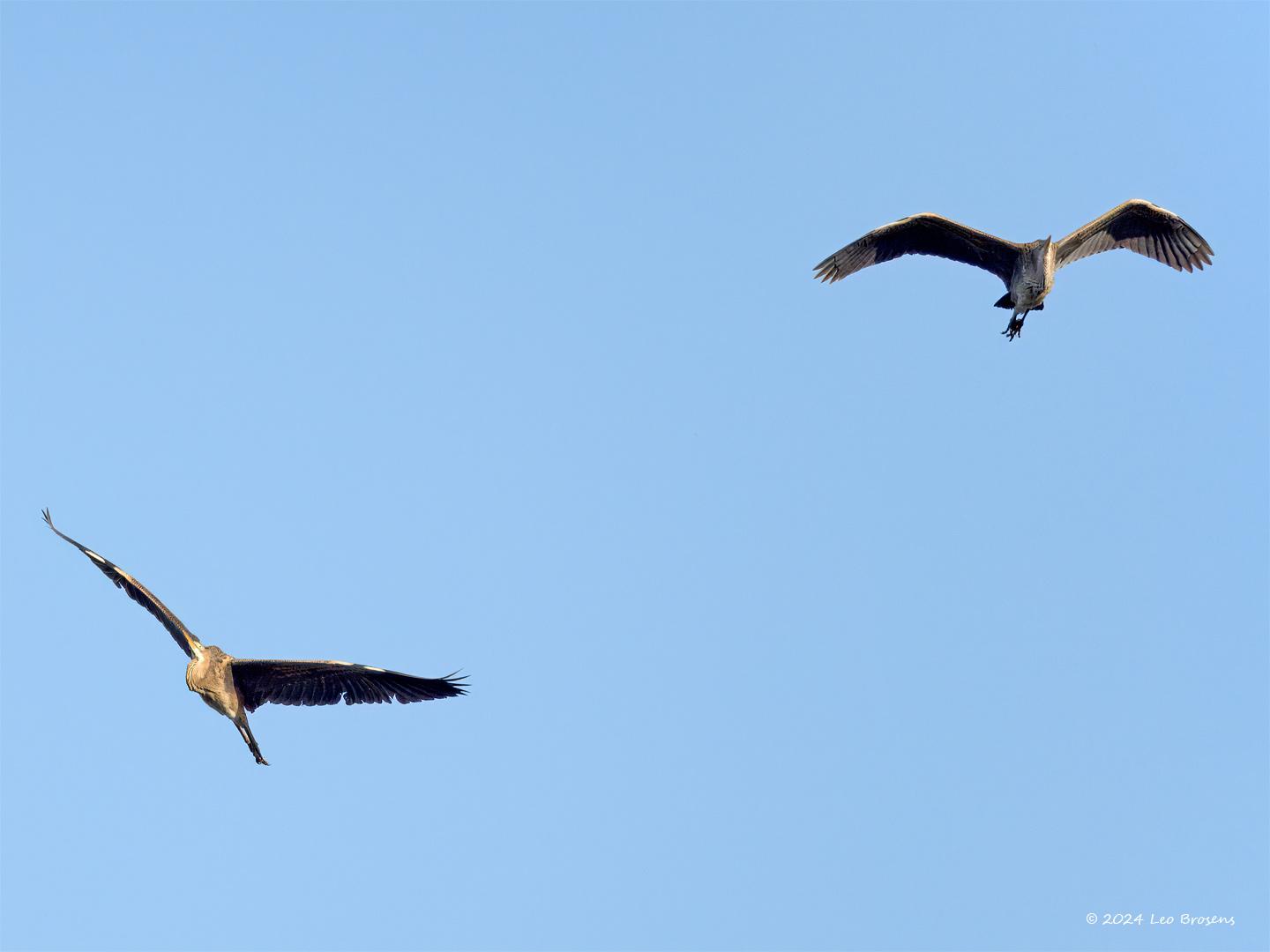 Purperreiger-20240729g14401A1A3742atcrfb-Scherpenisse.jpg
