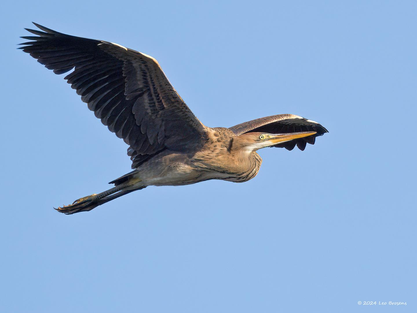 Purperreiger-20240729g14401A1A3754atcrfb-Scherpenisse.jpg