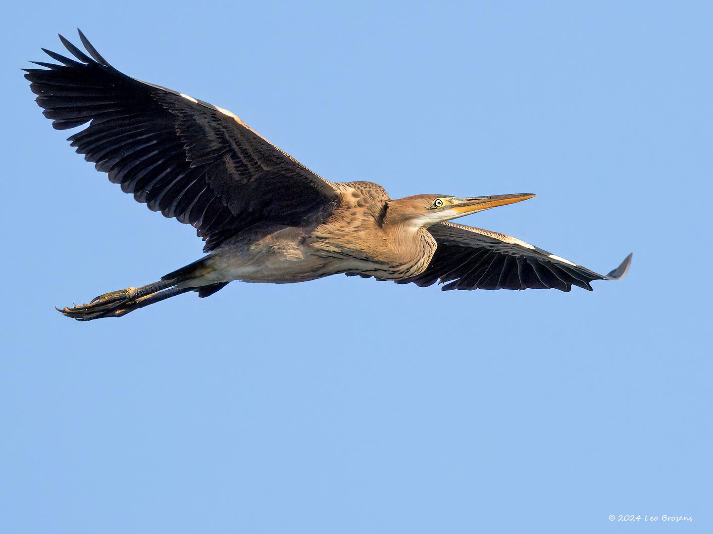 Purperreiger-20240729g14401A1A3756atcrfb-Scherpenisse.jpg