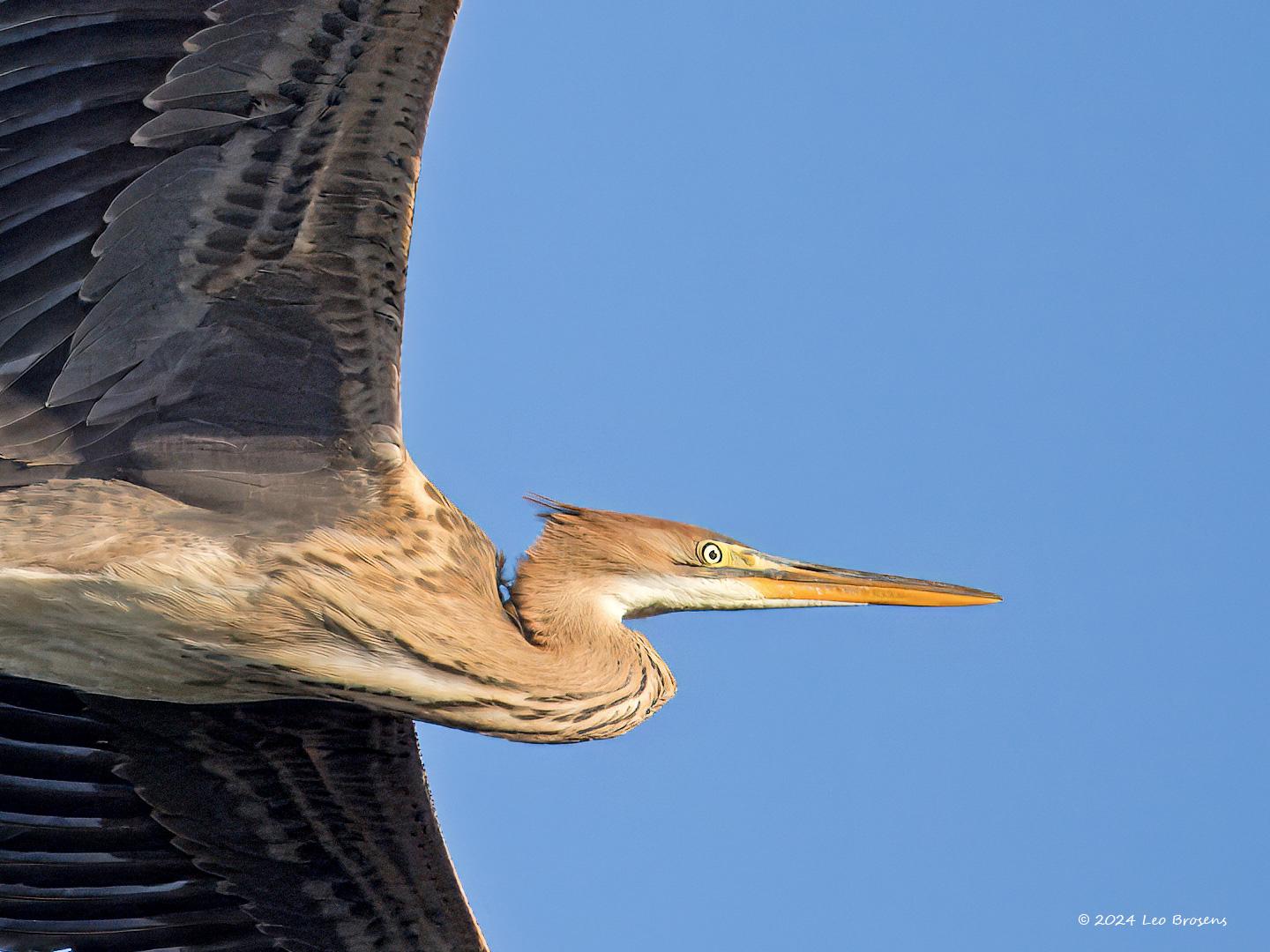 Purperreiger-20240729g14401A1A3765atcrfb-Scherpenisse.jpg