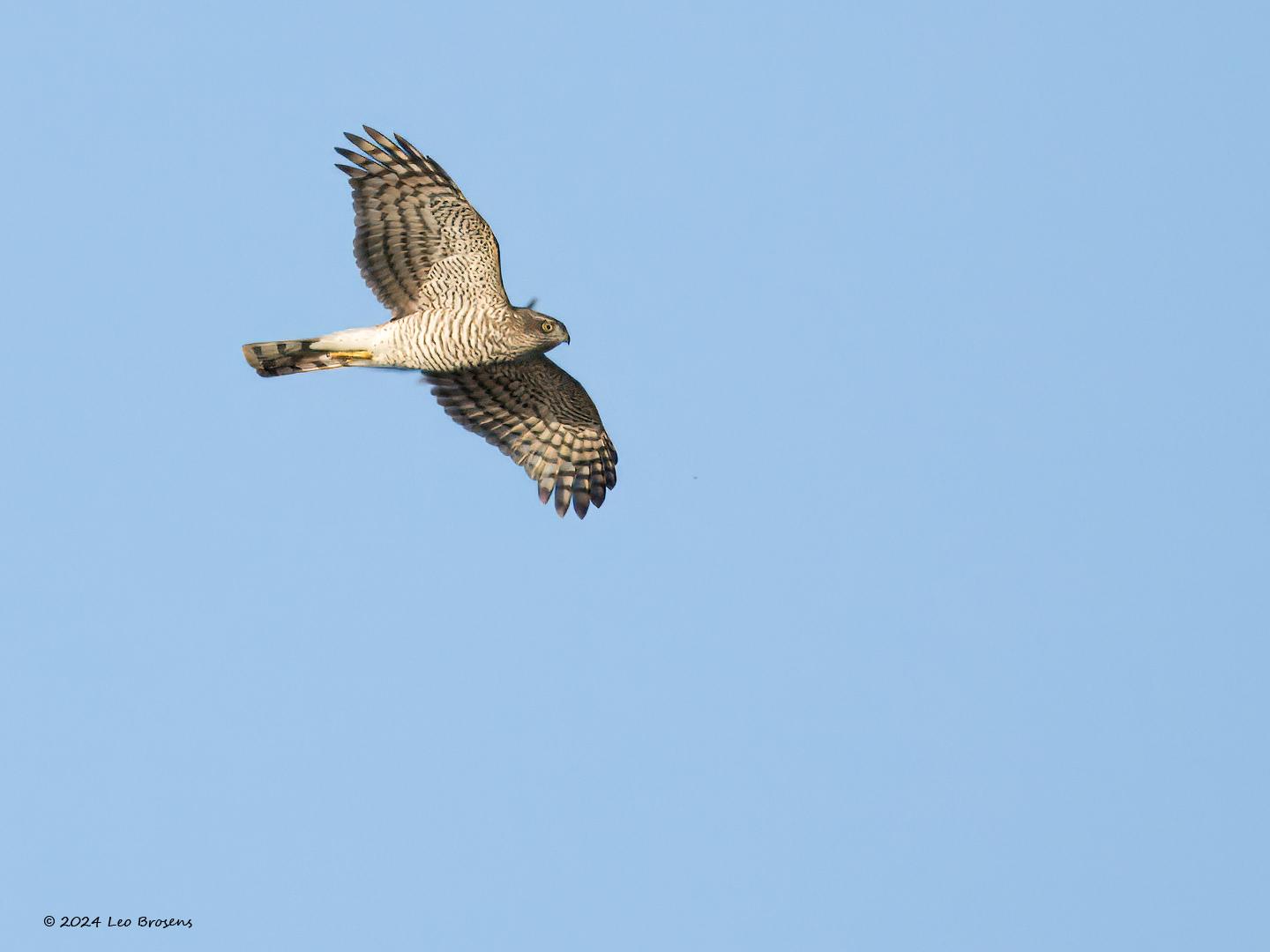 Sperwer-20240812g14401A1A4640atcrfb-Scherpenisse.jpg
