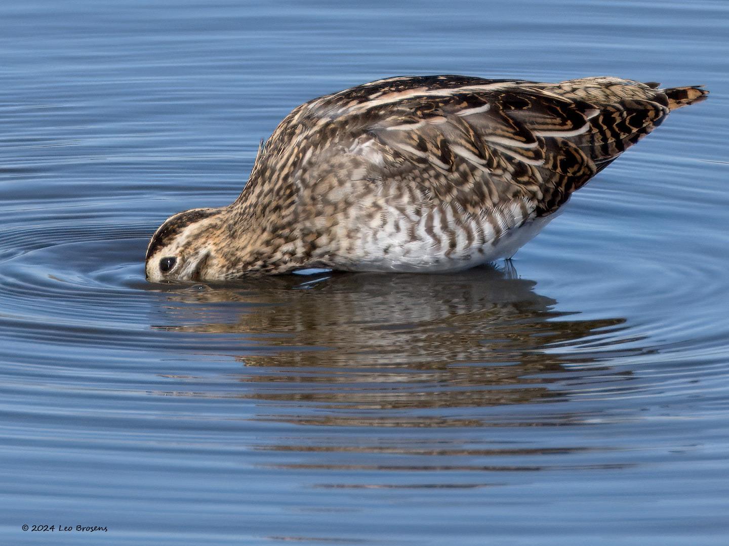 Watersnip-20240812g14401A1A5342ctcrfb-Scherpenisse.jpg