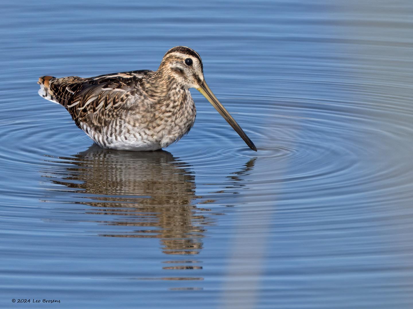 Watersnip-20240812g14401A1A5352atcrfb-Schakerloopolder.jpg