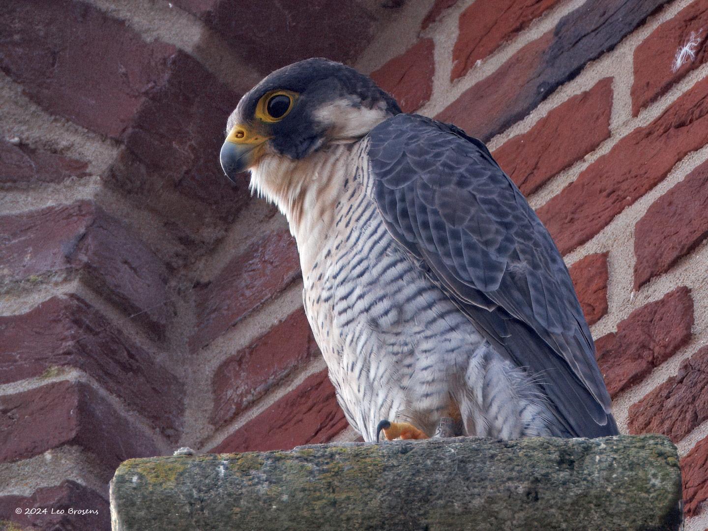 Slechtvalk-20240829g14401A1A6407atcrfb-Alphen_0.jpg