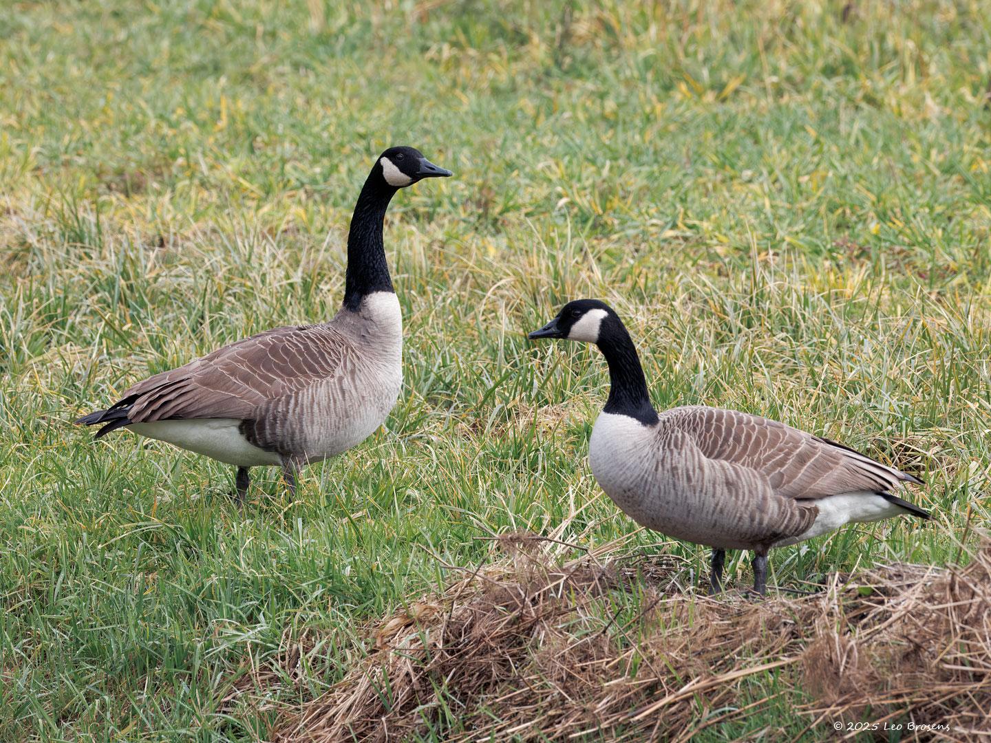 Canadese-gans-20250214g14401A1A2017acrfb-Pannenhoef.jpg