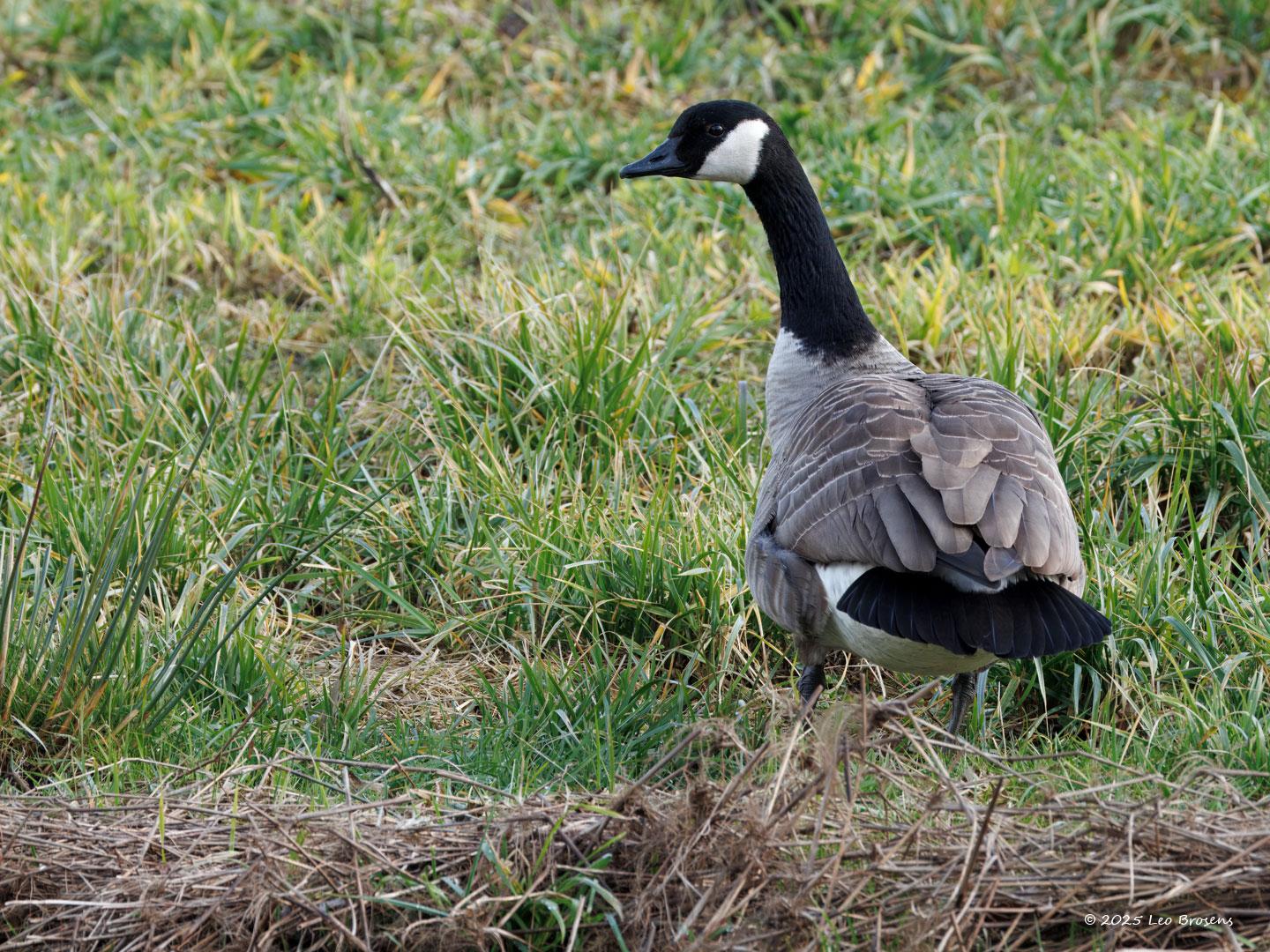 Canadese-gans-20250214g14401A1A2063acrfb-Pannenhoef.jpg