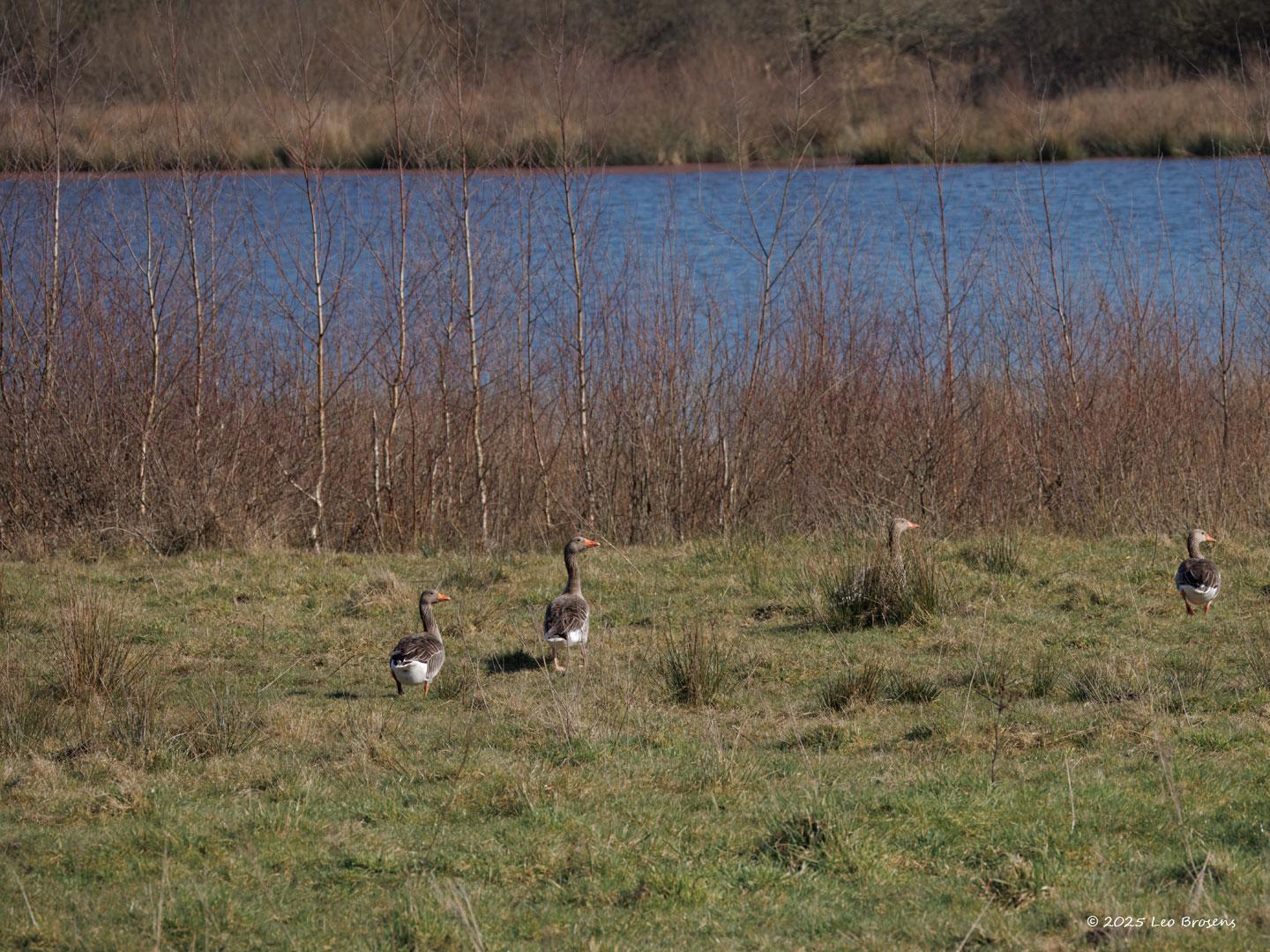 Grauwe-gans-20250305g14401A1A2896atcrfb-Pannenhoef.jpg