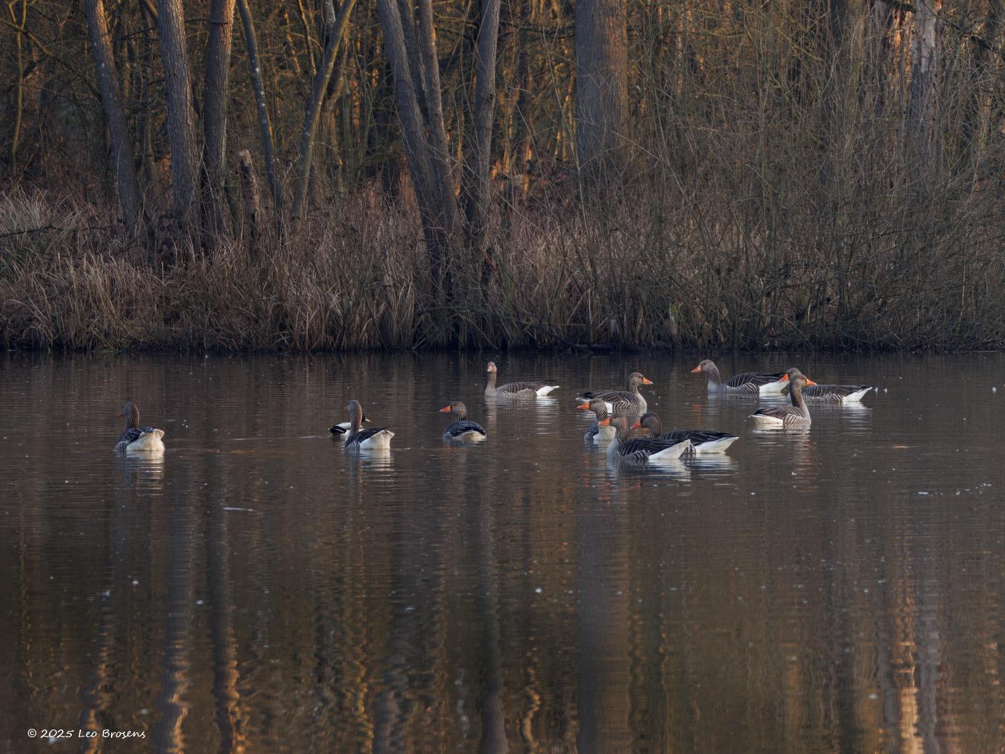 Grauwe-gans-20250308g14401A1A3148atcrfb-De-Krochten.jpg