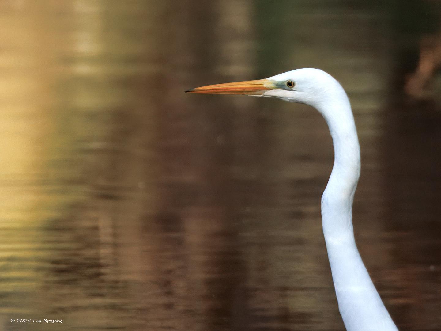 Grote-zilverreiger-20250218g14401A1A2130dtcrfb-Pannenhoef.jpg