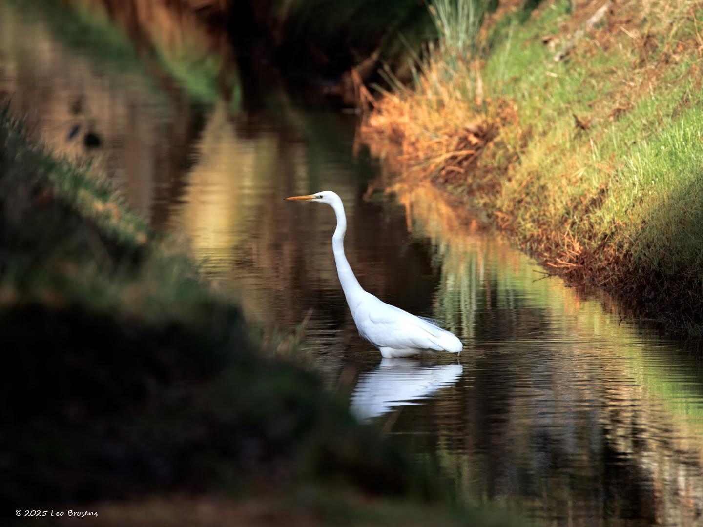 Grote-zilverreiger-20250218g14401A1A2130otcrfb-Pannenhoef.jpg