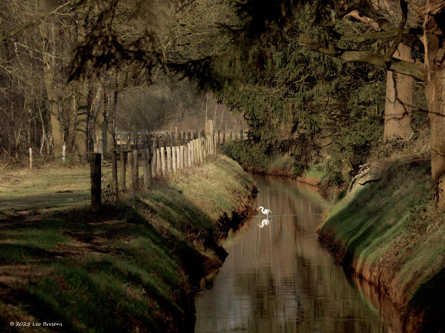 Grote-zilverreiger-20250218g14401A1A2239amrmgtcrfb-Pannenhoef_1.jpg