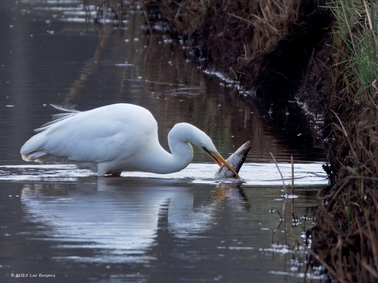 Grote-zilverreiger-20250221g14401A1A2632atcrfb-Parkeerplaats-Tachtig-Bunders.jpg
