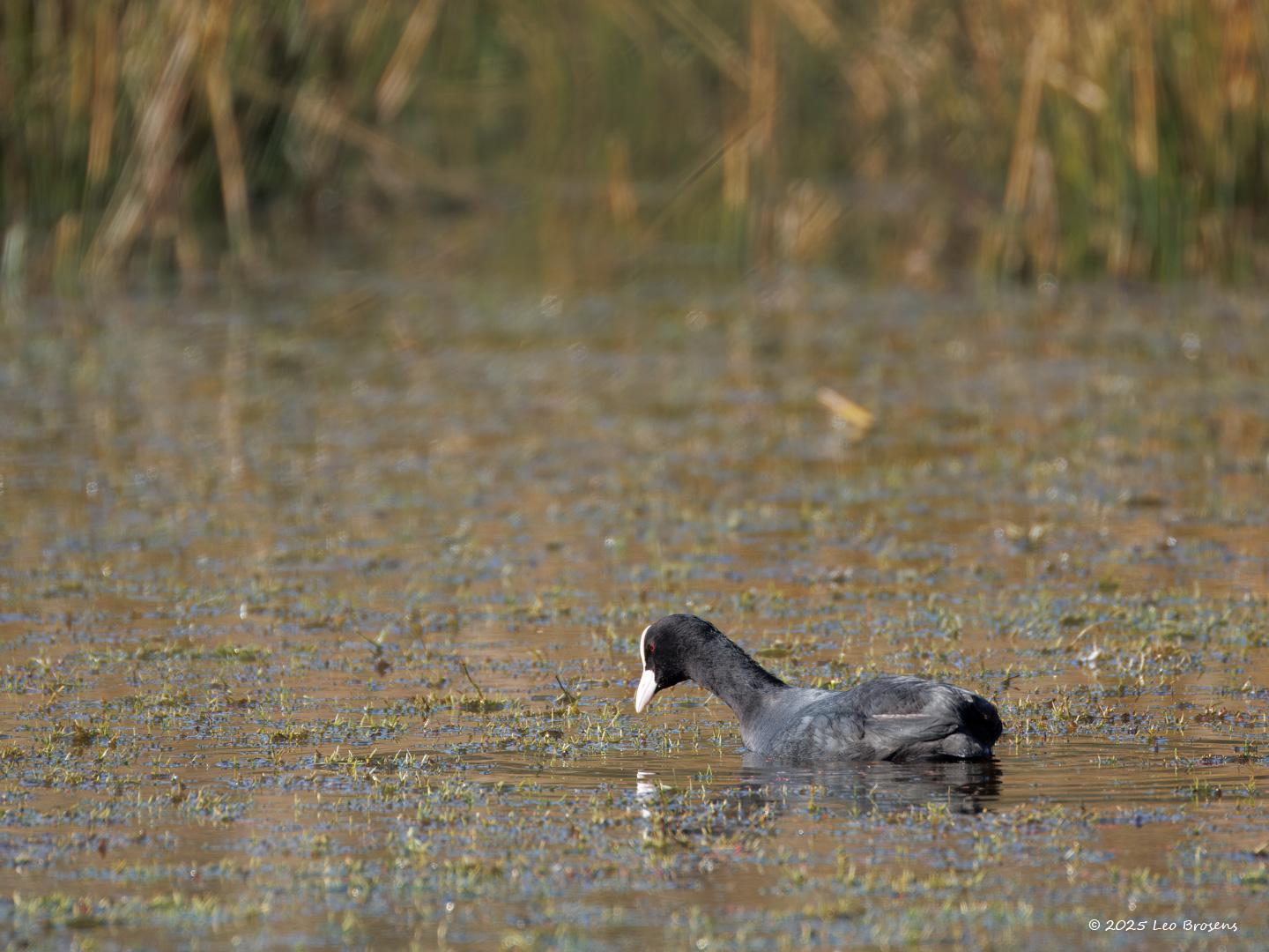 Meerkoet-20250305g14401A1A2893atcrfb-Pannenhoef.jpg