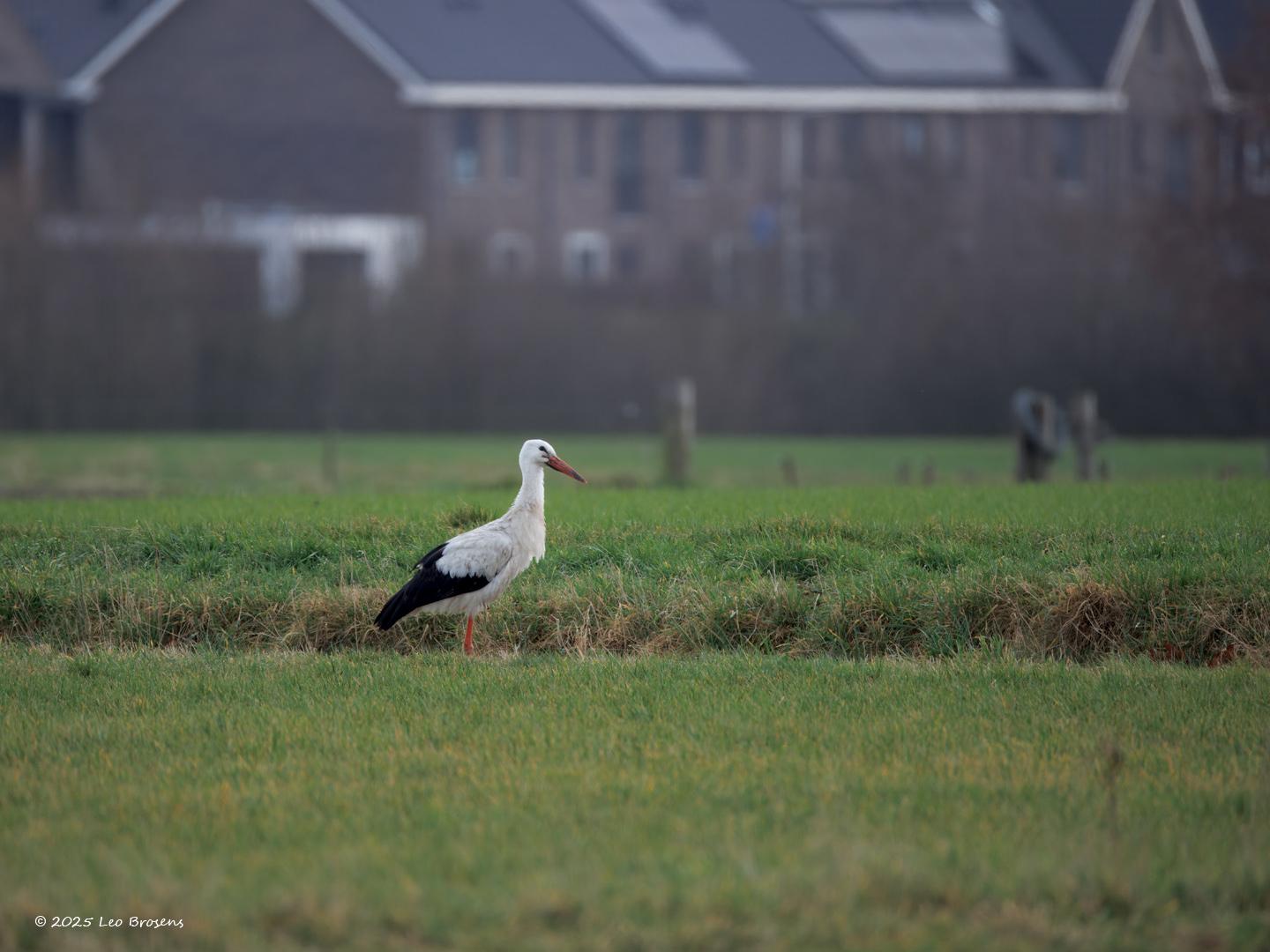 Ooievaar-20250225g14401A1A2678atrcrfb-PastoorvanVessemstraat.jpg