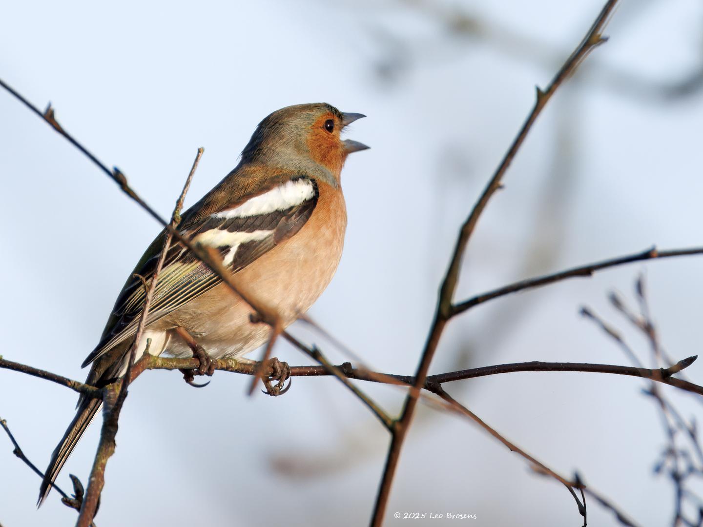 Vink-20250307g14401A1A3025atcrfb-Oude-Buisse-Heide.jpg